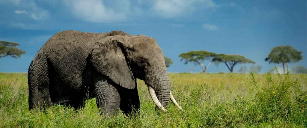 elephant experience