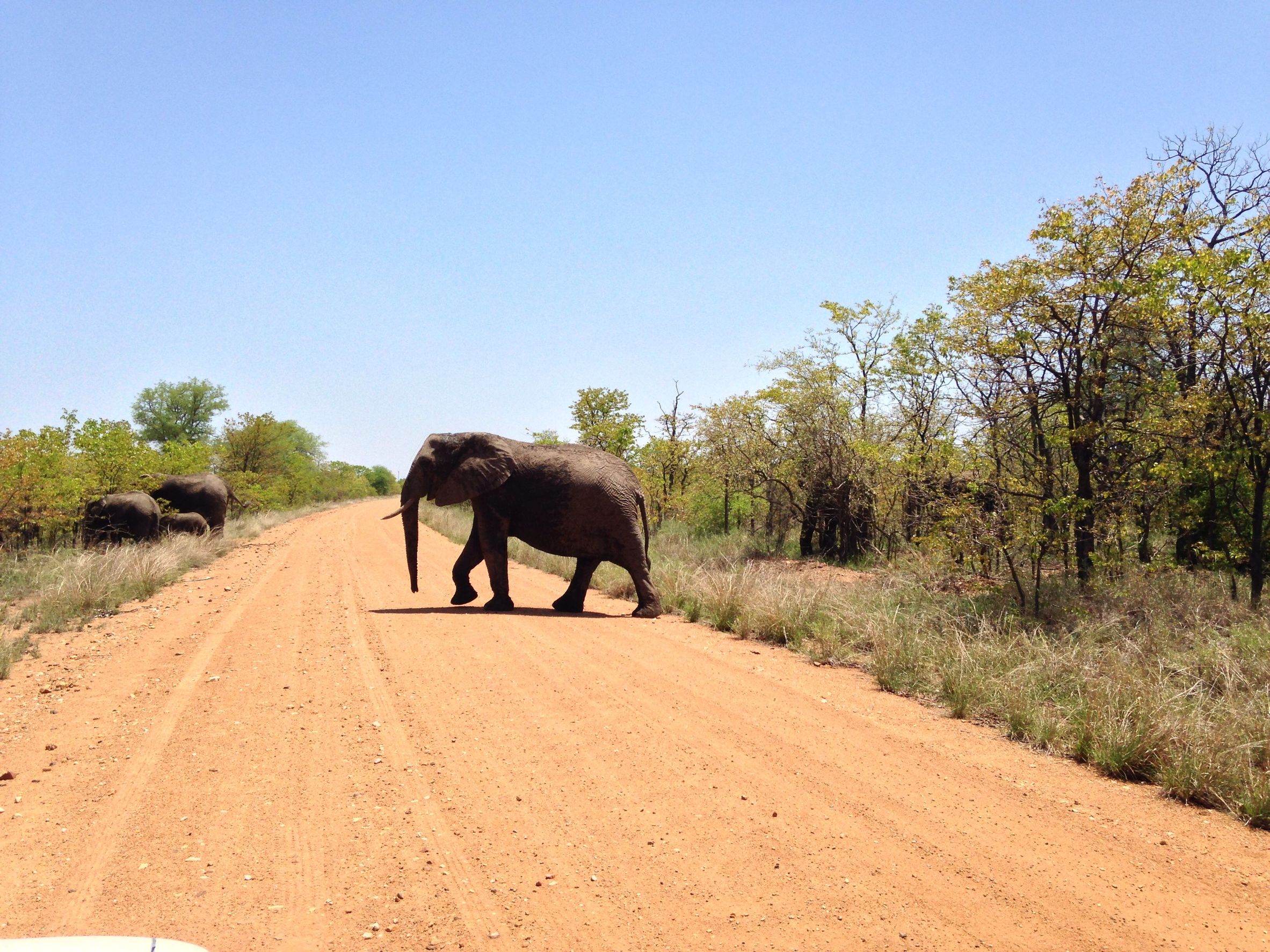 kruger1_ZA Overstekende olifant in het Krugerpark